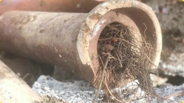 A length of clay sewer pipe removed from a yard, packed with tree roots